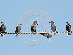 Six Common starlings on electrical wire unusual view