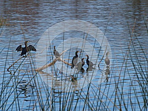 Six Cormorants Dry Their Feathers and Hang Out