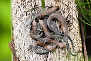 Six cubs of viviparous lizards on a wooden post