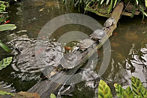 Six Cumberland sliders, turtles, trachemys scripta troostii