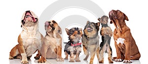 Six cute dogs panting and looking up on white background