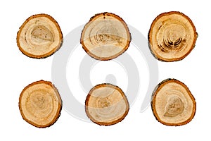 Six different oak tree cross sections, isolated. Wooden textures. Tree trunk close-up.