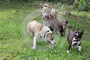 Six dogs are running on a green grass in the summer park. Pet animals.