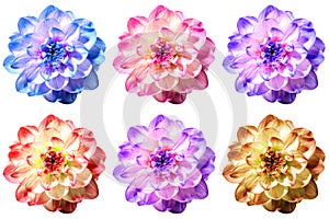 Six excellent flowers of Dahlia in different color shades