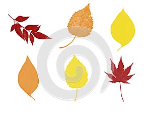 Six Fall Leaves