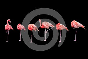 Six Flamingos on one leg