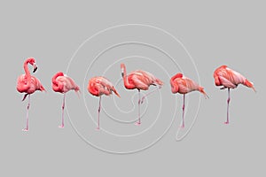 Six Flamingos on one leg