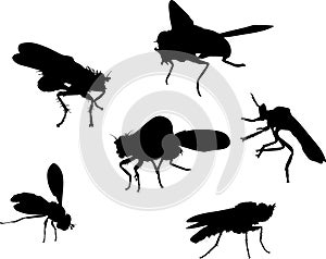 Six fly silhouettes