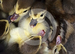 Six funny little ducklings