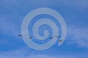 Six geese in flight with spread wings on a blue sky - Branta canadensis