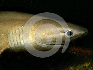 Six Gill Shark photo