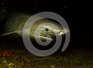 Six Gill Shark photo