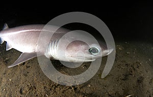 Six Gill Shark