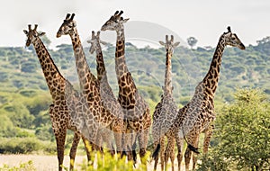 Six giraffes