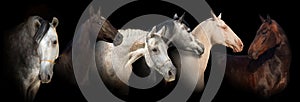 Šesť kôň portrét reklamný formát primárne určený pre použitie na webových stránkach 