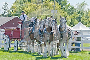 Six Horse Team of Clydesdales at Country Fair