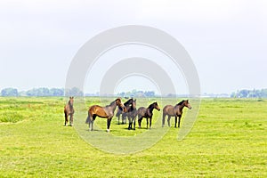 Six horses in a green meadow