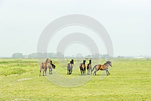 Six horses in a green meadow