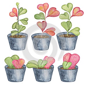 Six hoya kerrii plants in watercolor