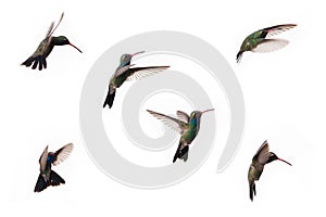 Six hummingbirds caught in flight