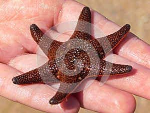 Six legged Red Starfish