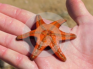 Six legged upside down Red Starfish