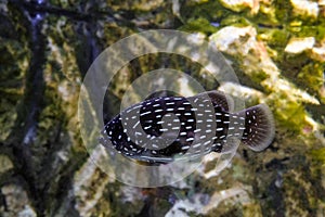Six-lined grouper (grammistes sexlineatus) swims in water