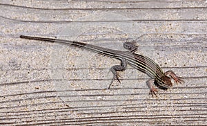 Six-lined Racerunner