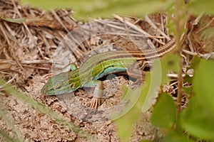 Six-lined Racerunner