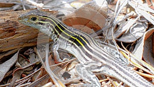 The six-lined racerunner - Aspidoscelis sexlineata - is a species of lizard native to the United States and Mexico. They reach