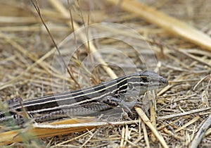 Six-lined Racerunner Lizard