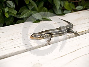 Six-lined Racerunner lizard
