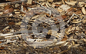 Six lined racerunner lizard