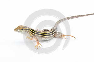 six lined racerunner lizard - Aspidoscelis sexlineatus - front side view isolated on white background. They thrive in hot arid