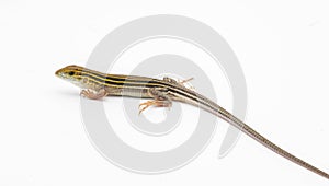 six lined racerunner lizard - Aspidoscelis sexlineatus - side profile view isolated on white background. They thrive in hot arid