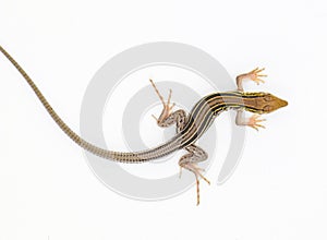 six lined racerunner lizard - Aspidoscelis sexlineatus - top dorsal view isolated on white background. They thrive in hot arid