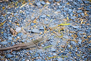 Six-lined Racerunner lizard in Rio Grande Valley State Park, Texas