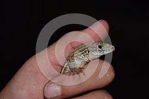 Six lined racerunner