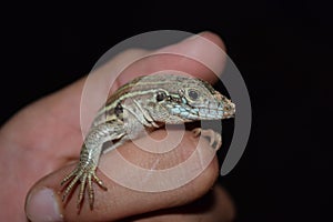 Six lined racerunner