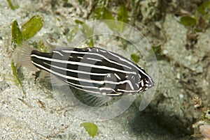 Six-lined soapfish Grammistes sexlineatus