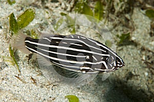 Six-lined soapfish Grammistes sexlineatus