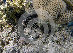 A Six Lined Soapfish Grammistes sexlineatus