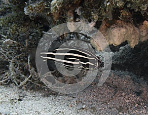 A Six Lined Soapfish Grammistes sexlineatus in the Red Sea