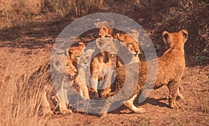 Six Lion Cubs in Kruger Park