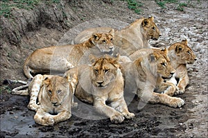 Six lions. photo