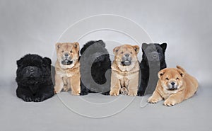 Six little Chow chow puppies portrait