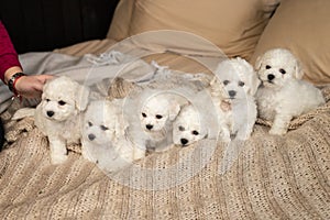 Six little small white puppy Bichon Frize on a sofa. looking up