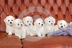 Six little small white puppy Bichon Frize on a sofa. looking up photo