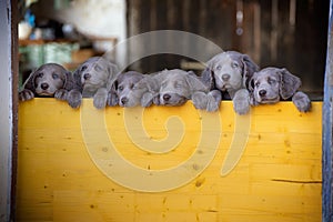 Six long-haired Weimaraner puppies stand up side by side with their paws on two legs and look over a yellow wooden barrier. The