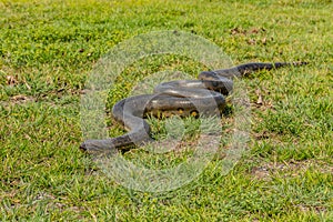 six-meter Anaconda large (Eunectes murinus) photo